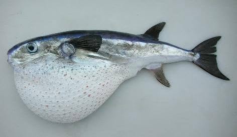 Lagocephalus sceleratus cu burta umflată
