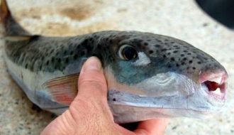 Pestele Iepure Grecia Lagocephalus sceleratus