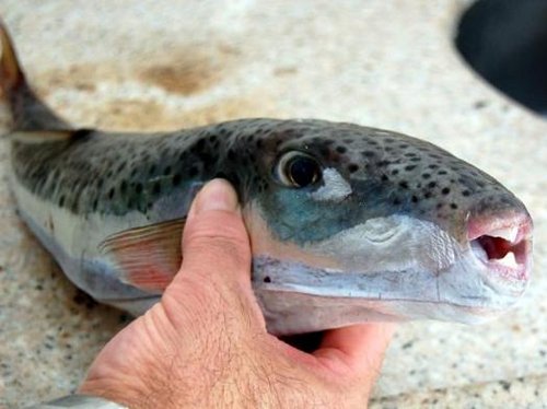 Lagocephalus sceleratus Peste iepure balon periculos Grecia